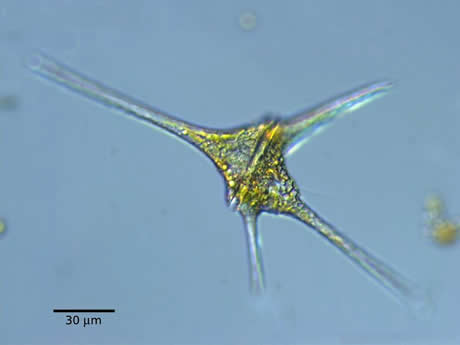 Dinoflagellate