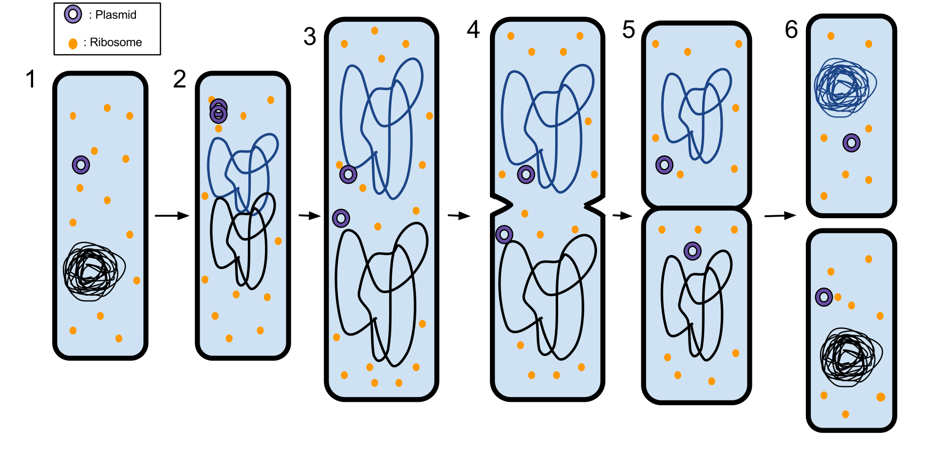 Able to asexually (on their own) and sexually (with a partner) reproduce.