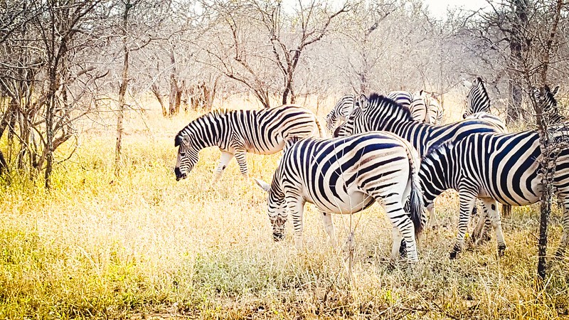 Zebra