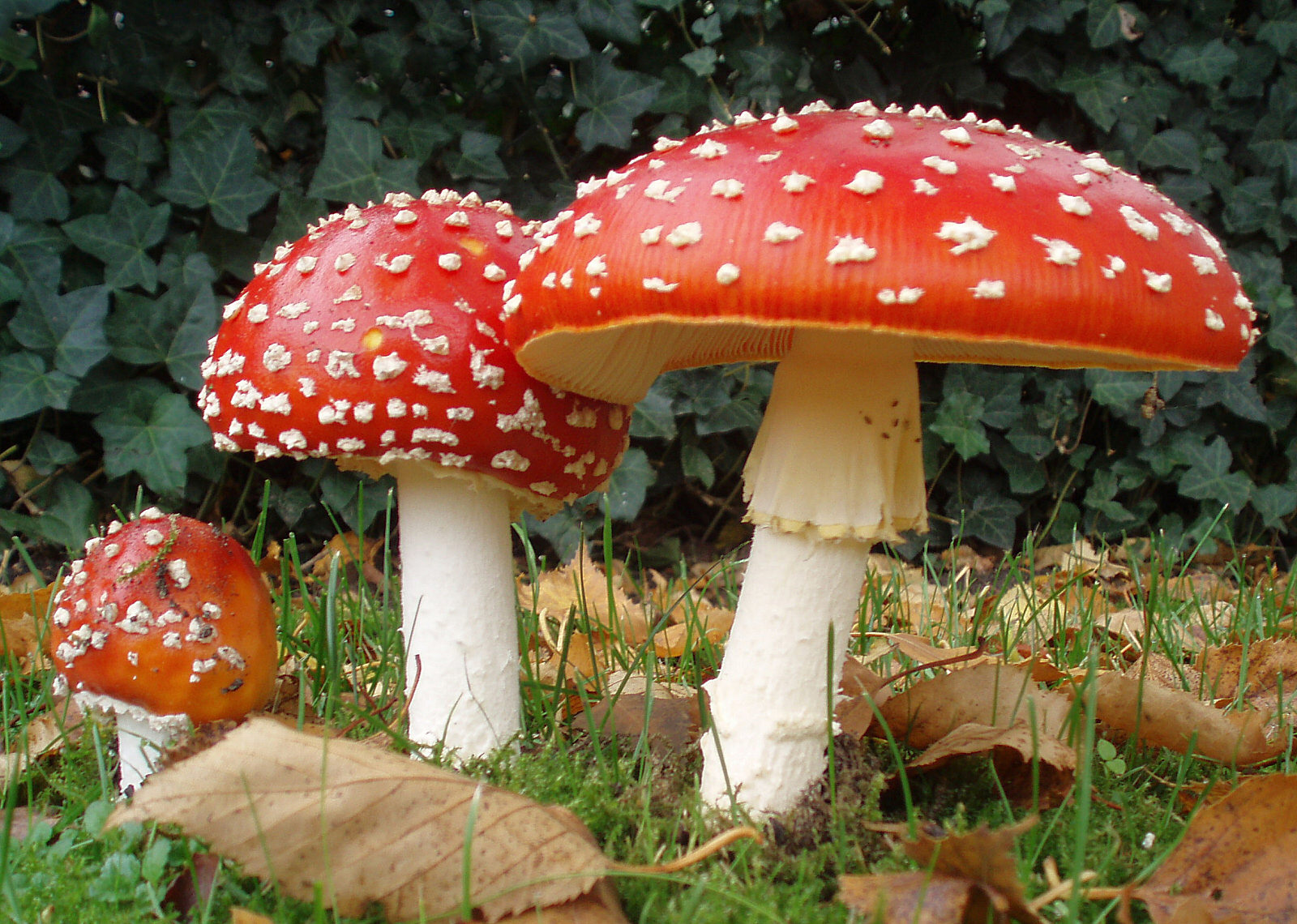 Fly Agaric