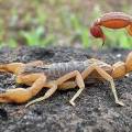 scorpion