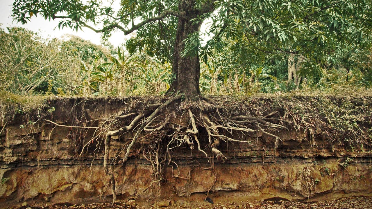 The roots (Conclusion)