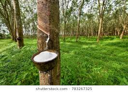 Rubber Tapping