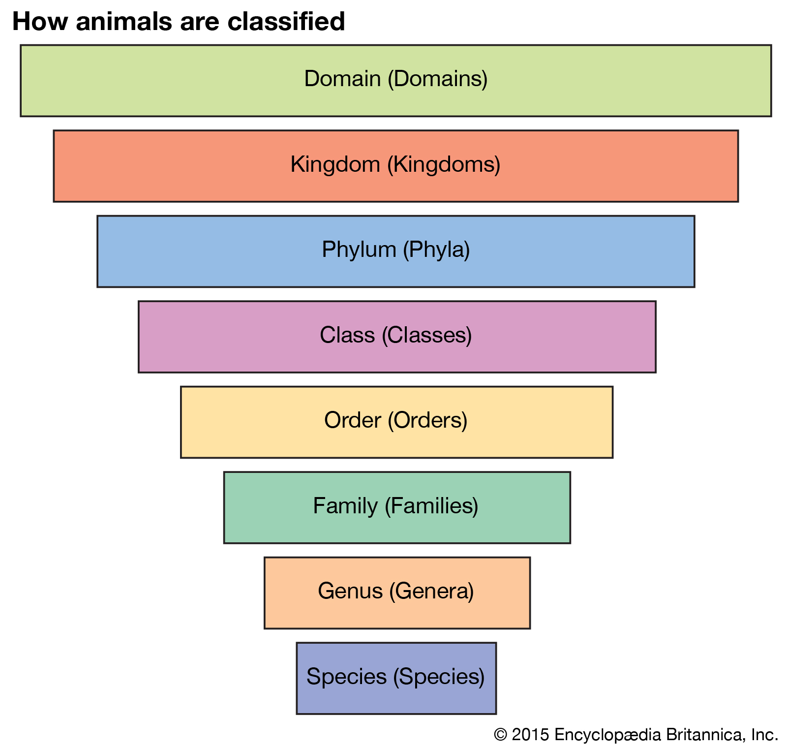 Classifying Organisms is organizing and arranging living organisms into groups/ranks based on their similarities in structure