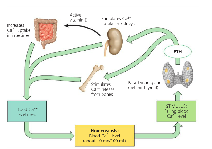 Regulating Calcium Levels in Animals