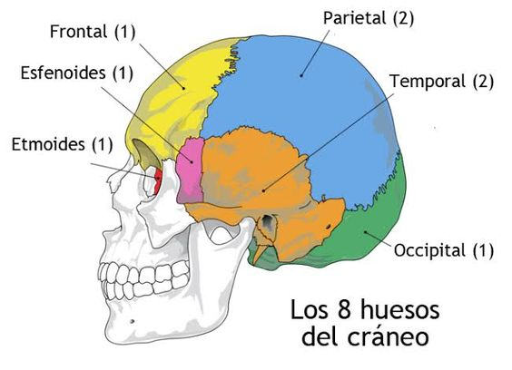 Craneo