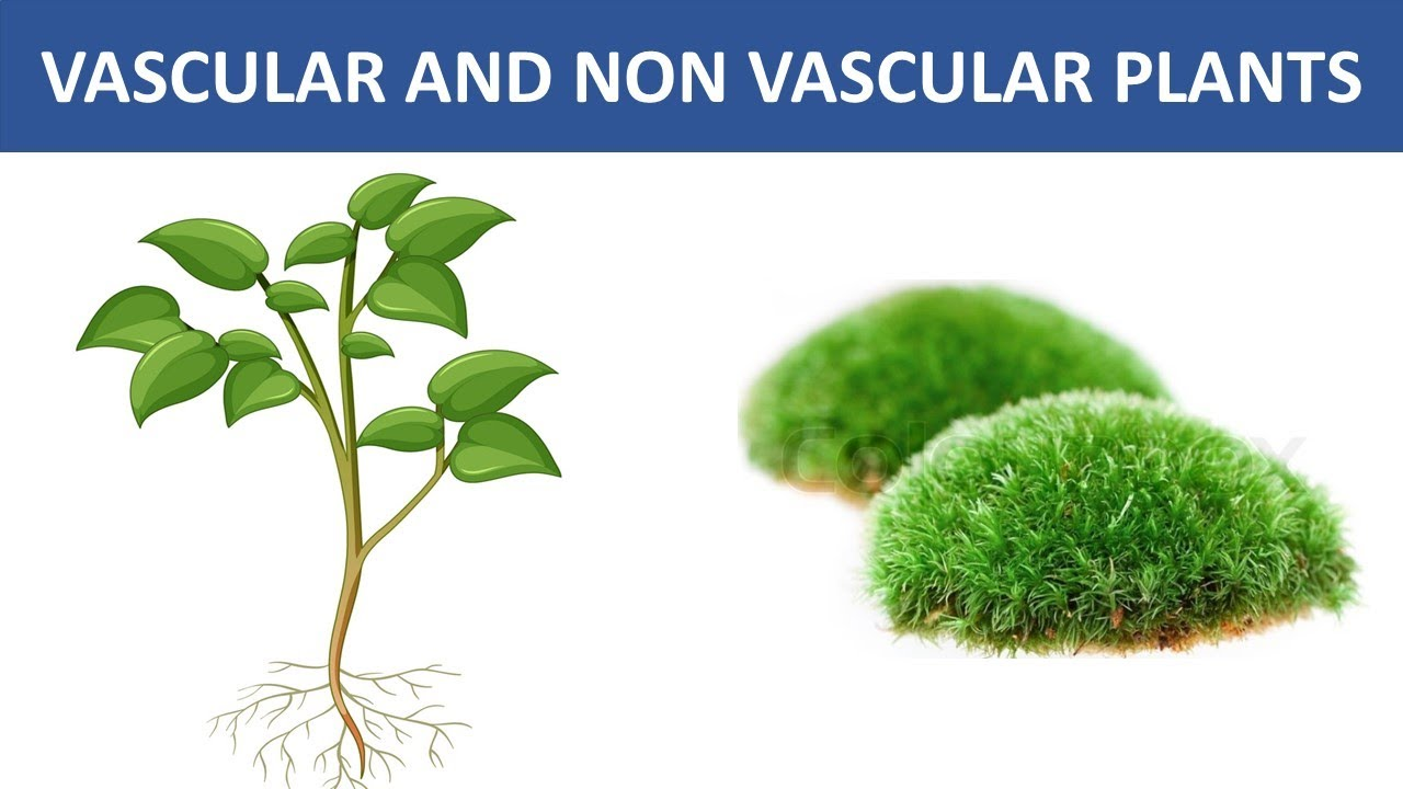 Two main classifications of plants: