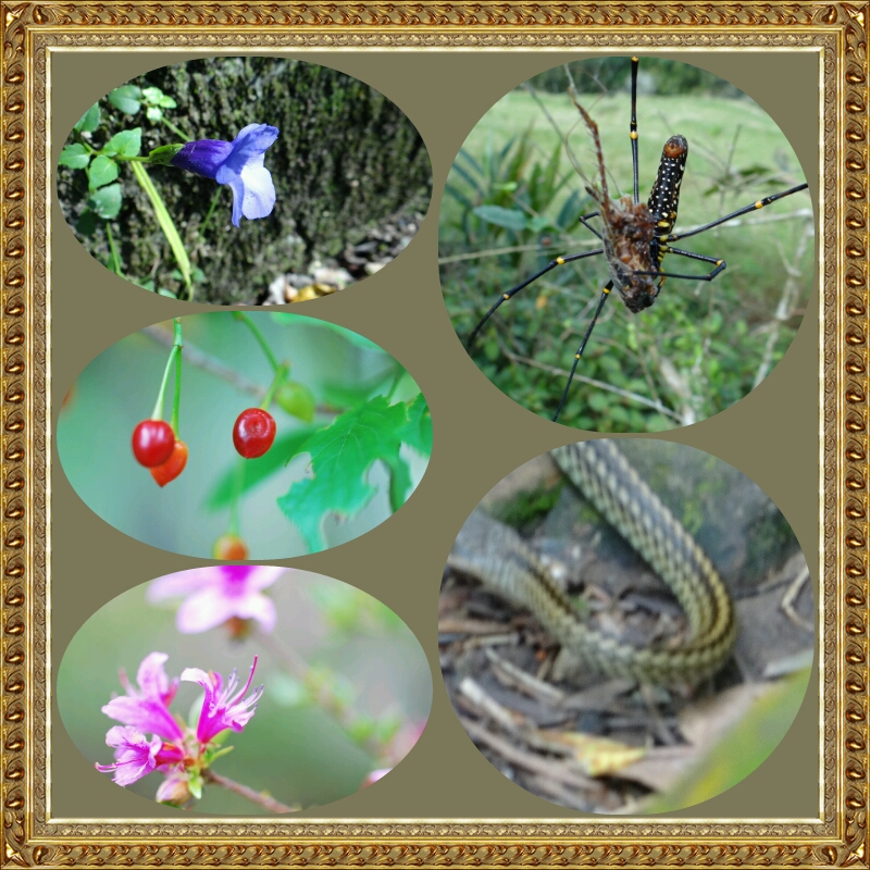 植物＆生物