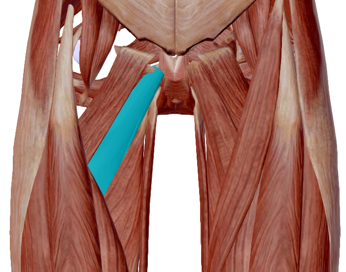 Aductor corto