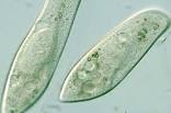Paramecium caudatum