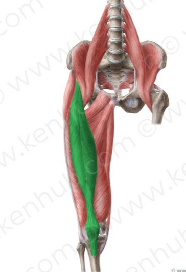 Recto femoral