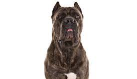 My dog
