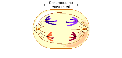 Anaphase I