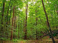 Deciduous forest is the only biome that has four seasons. Trees here bloom in spring and looses their leaves in fall. Foxes a