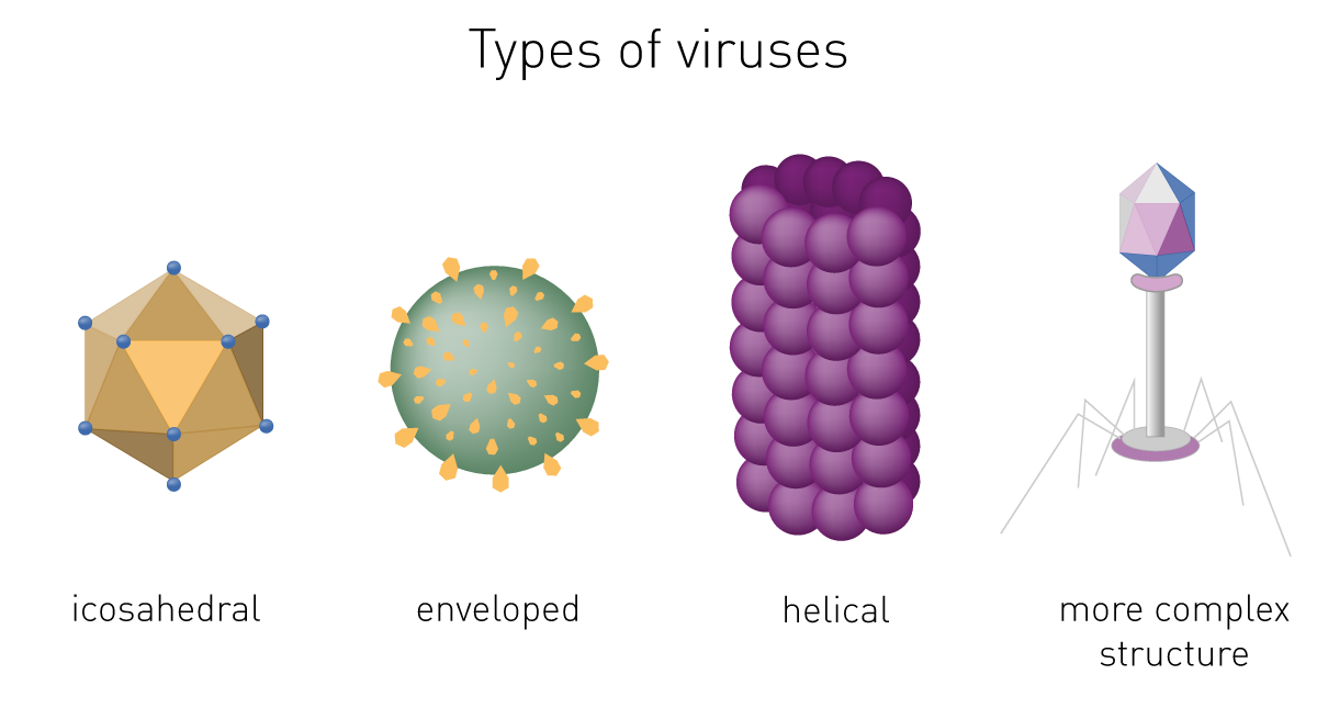 By shape of capsid
