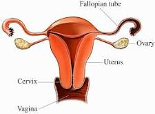 Ovaries
