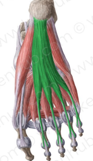 Flexor corto de los dedos