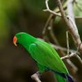 parrot