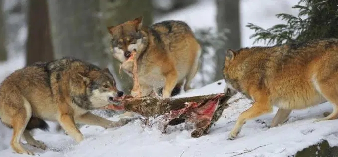 Exemple:

Les loups ont les cerfs comme principale source de nourriture.

Si la population de cerfs est peu nombreuse, et la 