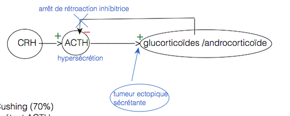 Etiologie:
=> Maladie de Cushing (70%)
=> Adénome sécrétant ACTH
=> Tumeur ectopique insensible à la rétroaction inhibitrice 