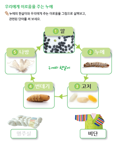(누리-언어) 우리에게 이로움을 주는 누에