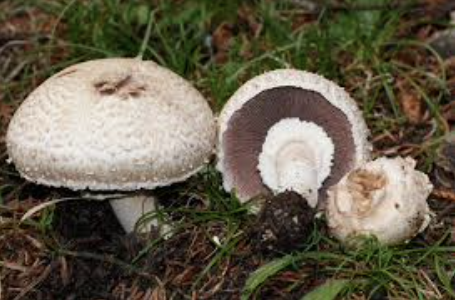 Ex. Mushrooms