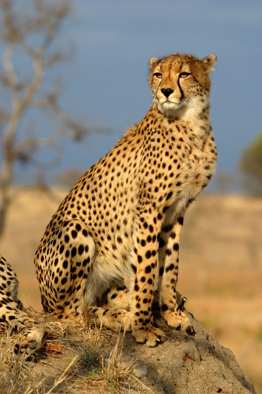 Cheetahs