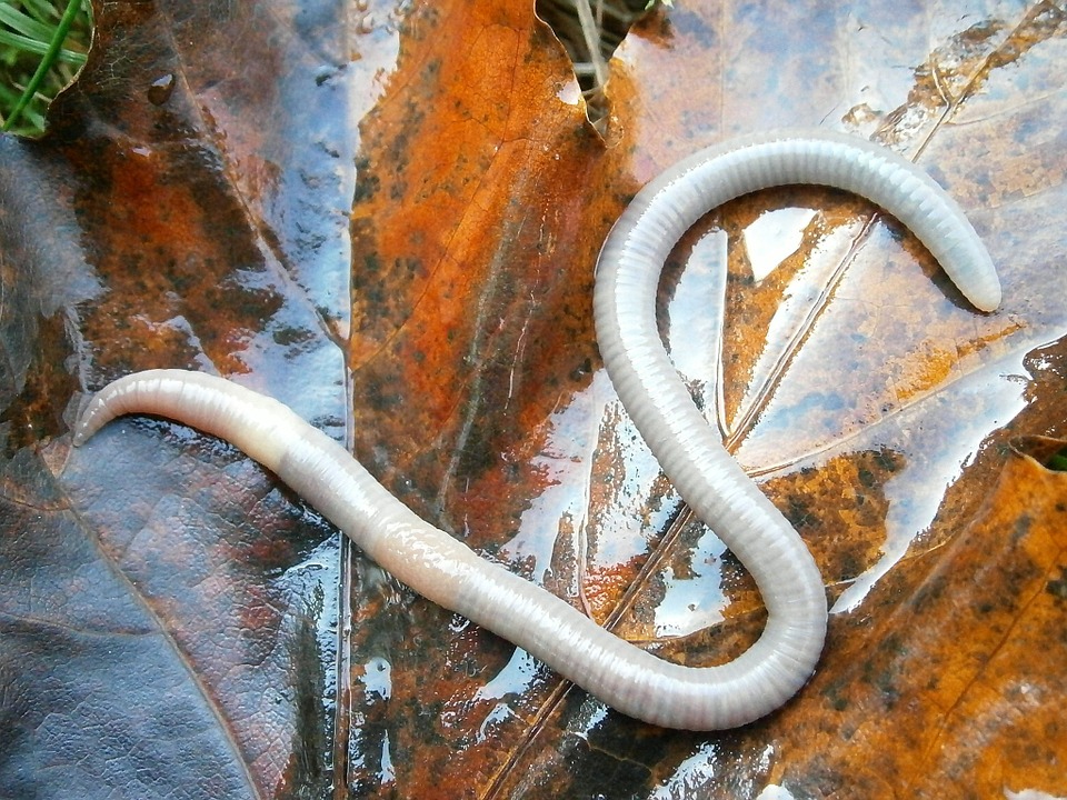 PARASITOS