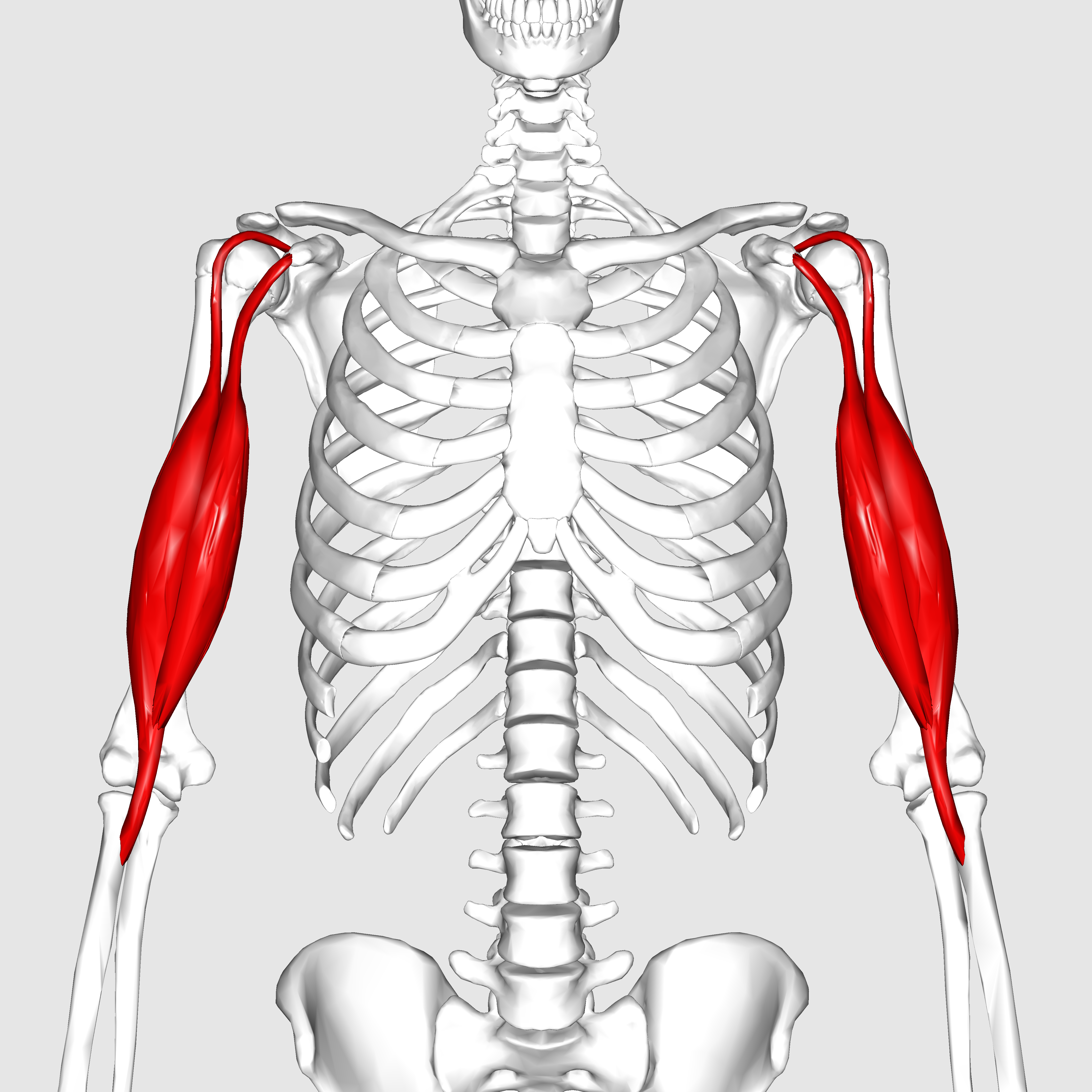 Bicep Brachii