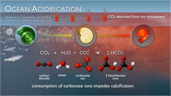 Debido a la quema de combustibles fósiles, se 
produce dióxido de carbono, el cual se acumula 
en la atmosfera y genera el ca