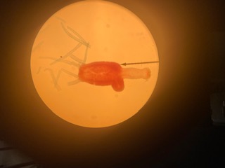 Hydra with bud, 40x
