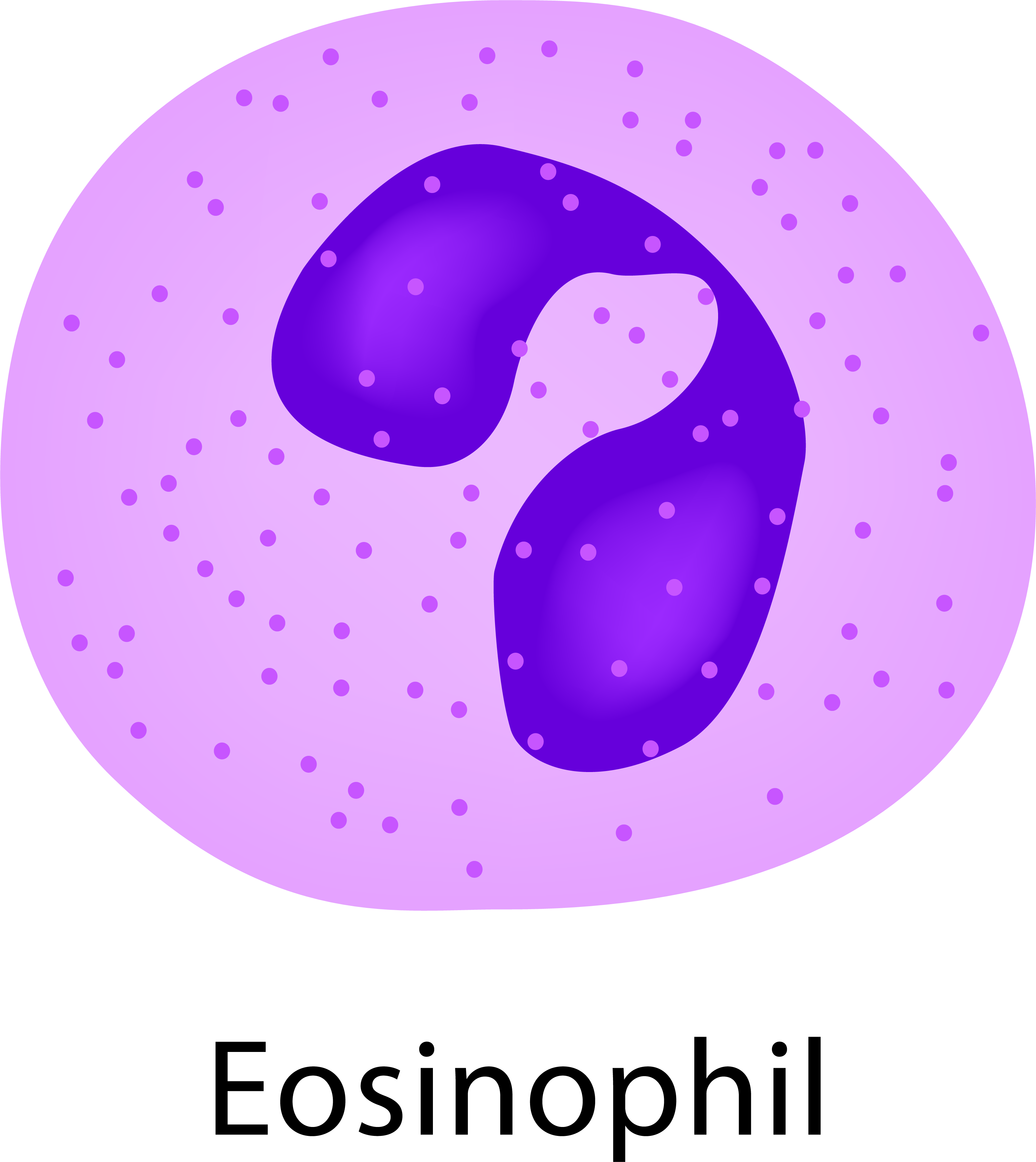 EOSINÓFILOS / ACIDÓFILOS - Las granulaciones se tiñen con colorantes de pH ácido. Su función consiste en intervenir en reacci