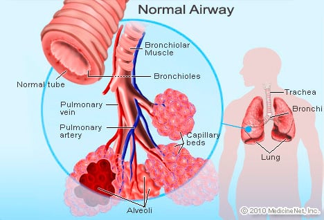 Bronchioles detailed picture