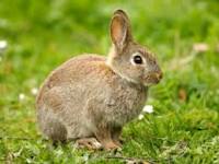 rabbits