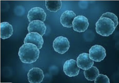 Ex. coccus shaped eubacteria