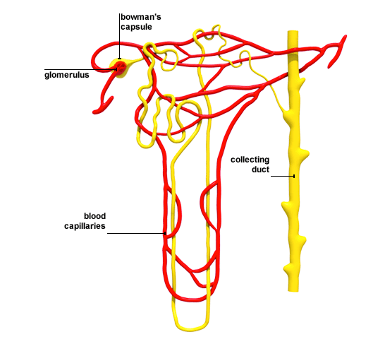 Labelled diagram of the kidneys.