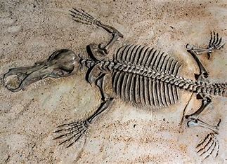 fossils