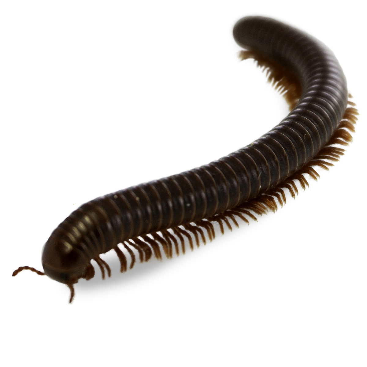 Millipede
