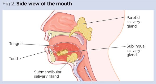 Mouth in detail