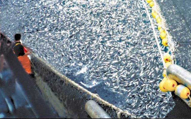 La Définition

La surpêche, c'est quand un taux ou un niveau de pêche qui n'est pas durable entrave la reconstitution ou la r