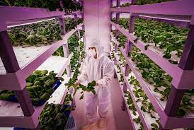 Governments can invest in vertical farming infrastructure