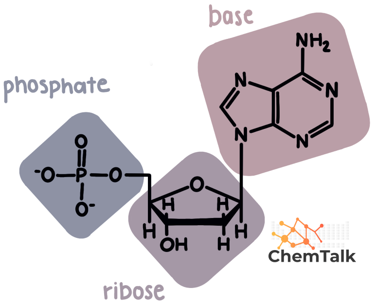 Nucleotide