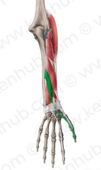 Extensor largo del pulgar
