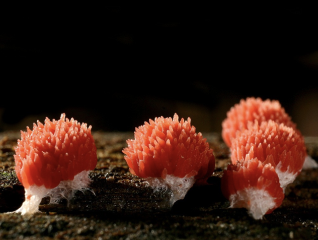 Ex. cellular slime mould