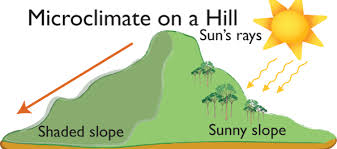 Microclimate