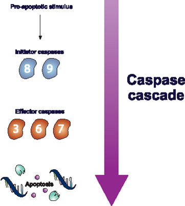 Caspase Cascade