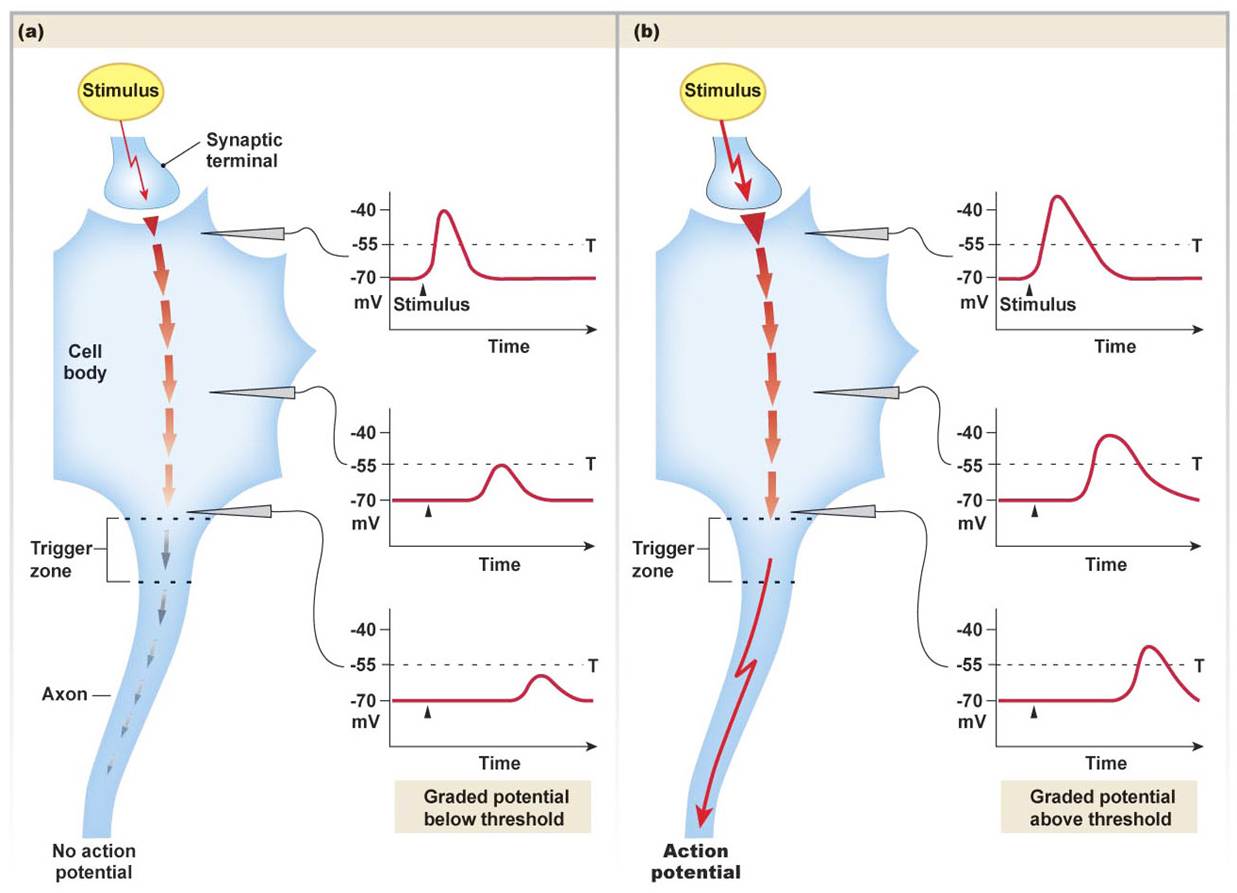 GRADED STRENGTH OF A STIMULUS