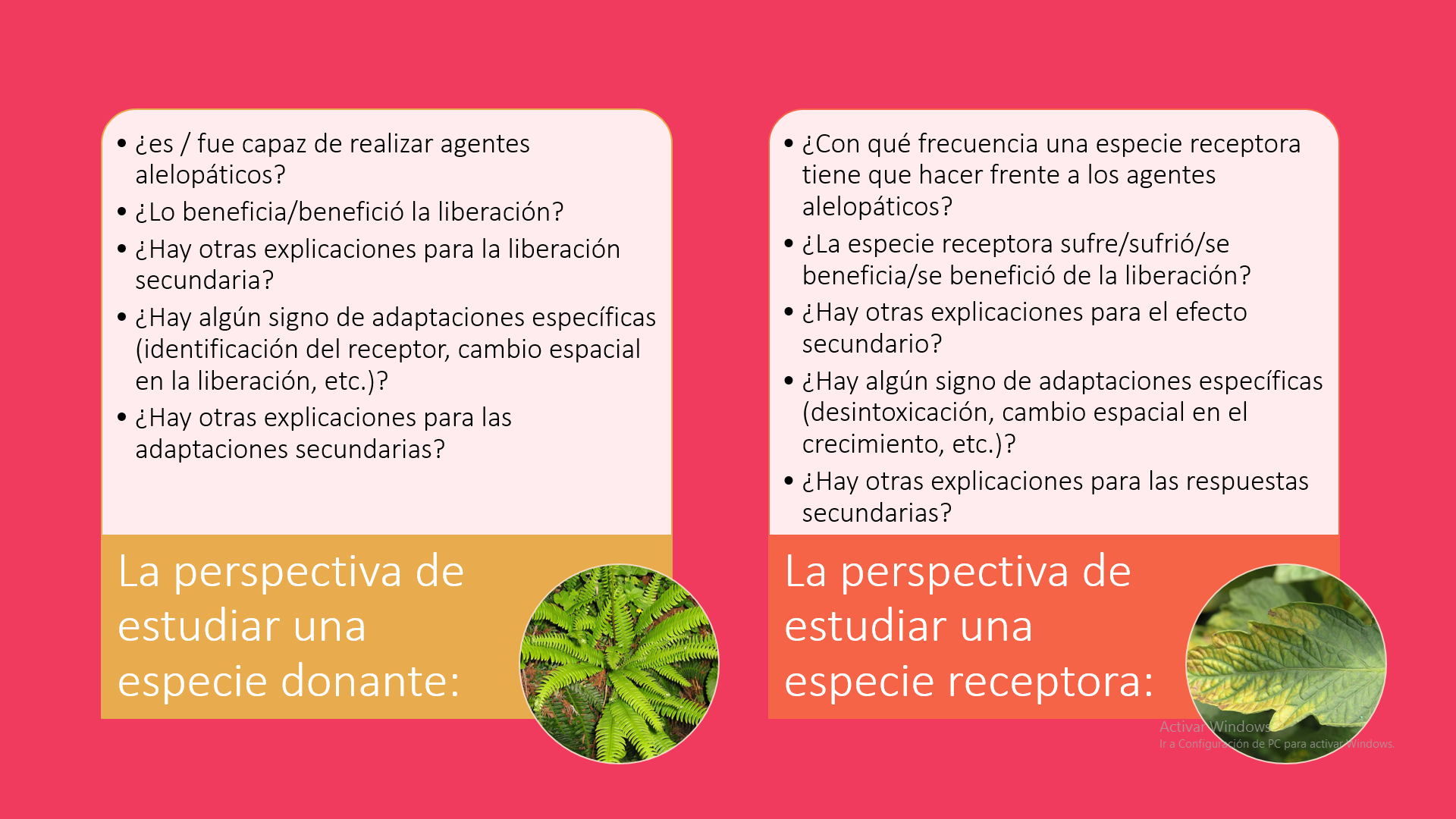 Si reacciona