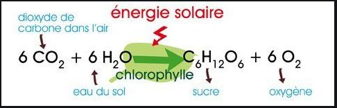 Dans la photosynthèse, les producteurs combinent le dioxyde de carbone et l'eau contenue dans le sol pour former des sucres e