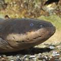 eel